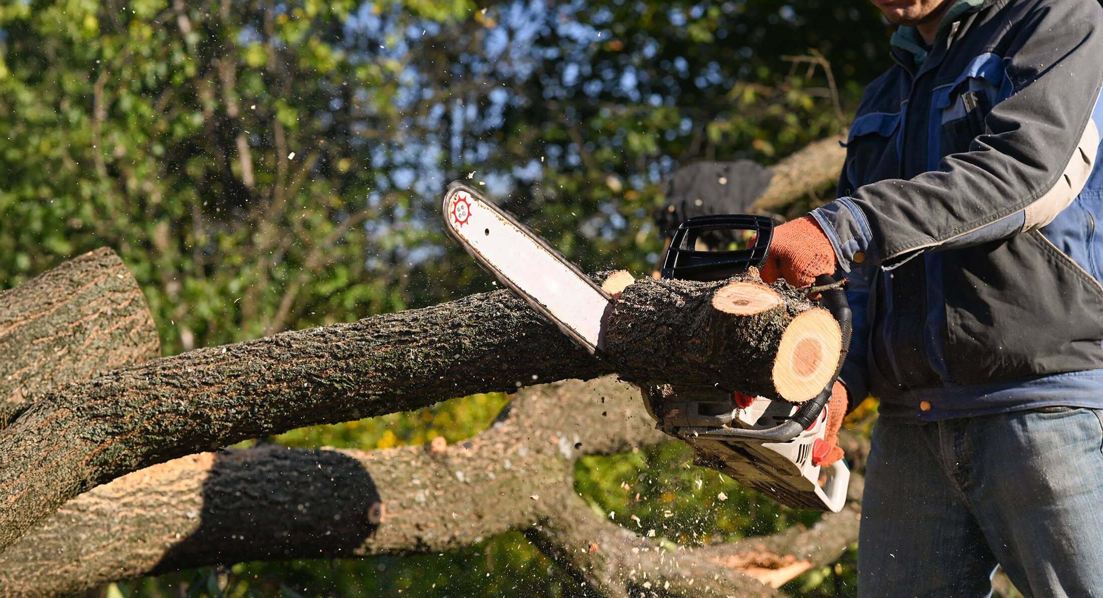 Tree Service in Forth Smith and the River Valley